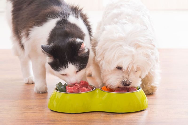 Kot i pies jedzą karmę z miseczek.