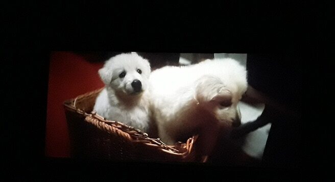 Kino "Mazur" w Olecku. Kadr z filmu. W wiklinowym koszu siedzą dwa białe pieski.