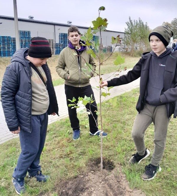 Olecko. Uczniowie stoją przy sadzonce drzewa. Uczeń trzyma sadzonkę.